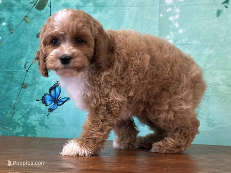 Cagney – Cockapoo puppy for sale in Lexington, KY