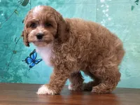 Cagney, a male Cockapoo for sale in Lexington, KY – 1 of 3