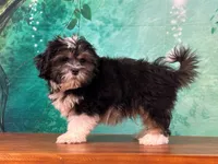Ranger, a male Shichon for sale in Lexington, KY – 3 of 3