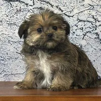 Ziggy, a male Shorkie for sale in Cincinnati, OH – Photo 1 of 3