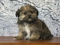 Ziggy, a male Shorkie for sale in Owenton, KY – Photo 1 of 3