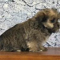 Ziggy, a male Shorkie for sale in Cincinnati, OH – Photo 2 of 3