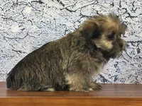 Ziggy, a male Shorkie for sale in Owenton, KY – Photo 2 of 3