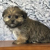 Ziggy, a male Shorkie for sale in Cincinnati, OH – Photo 3 of 3