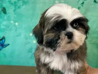 Buzz, a male Shih Tzu for sale in Lexington, KY – 3 of 3