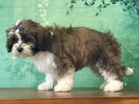 Twinkie, a female Shichon for sale in Lexington, KY – 6 of 6