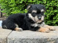 Zip, a male Bichon Frise and Yorkshire Terrier for sale in Lexington, KY – 3 of 3