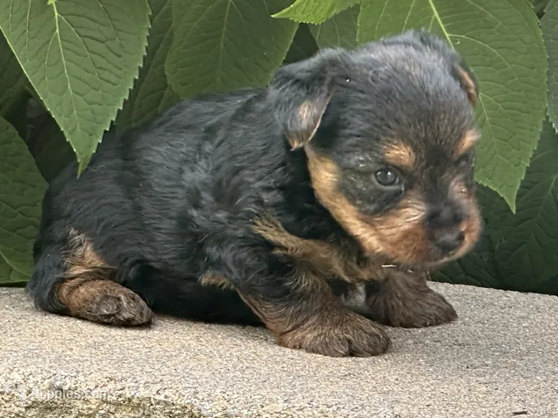 Leo – Yorkshire Terrier puppy for sale in Lexington, KY