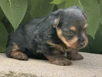 Leo, a male Yorkshire Terrier for sale in Lexington, KY – 1 of 3
