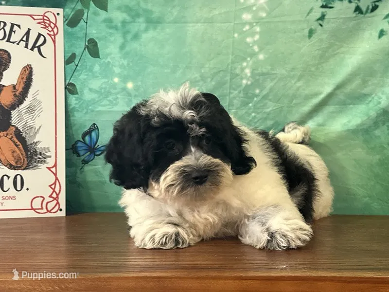 Willie – Shichon puppy for sale in Cincinnati, OH