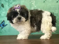 Penny, a female Shichon for sale in Lexington, KY – 2 of 3