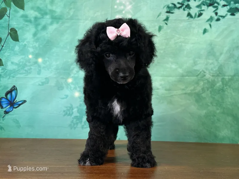 Mulan – Poodle - Miniature  puppy for sale in Lexington, KY
