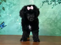 Mulan, a female Poodle - Miniature  for sale in Lexington, KY – 1 of 6
