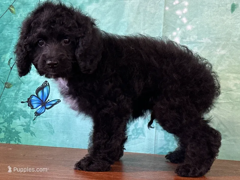 Cowboy – Cockapoo puppy for sale in Lexington, KY