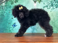 Mulan, a female Poodle - Miniature  for sale in Cincinnati, OH – 3 of 10