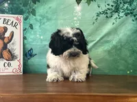Willie, a male Shichon for sale in Cincinnati, OH – 2 of 3