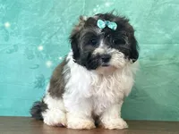 Alaska , a female Shichon for sale in Cincinnati, OH – 3 of 3