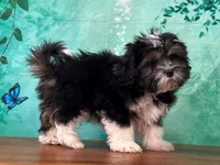 Ranger, a male Shichon for sale in Lexington, KY – 2 of 3