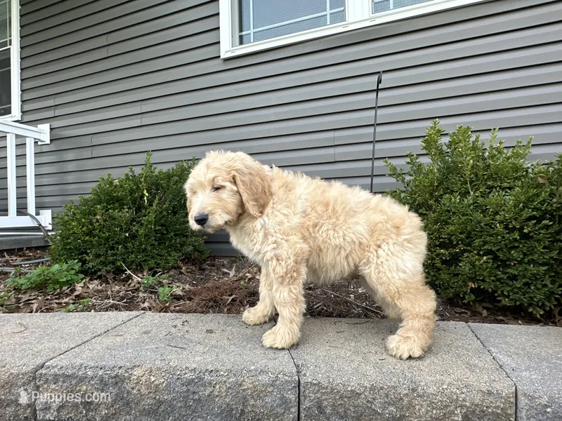 Ollie – English Goldendoodle puppy for sale in Louisville, KY