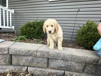 Ollie, a male English Goldendoodle for sale in Louisville, KY – Photo 2 of 3