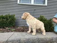 Ollie, a male English Goldendoodle for sale in Louisville, KY – Photo 3 of 3