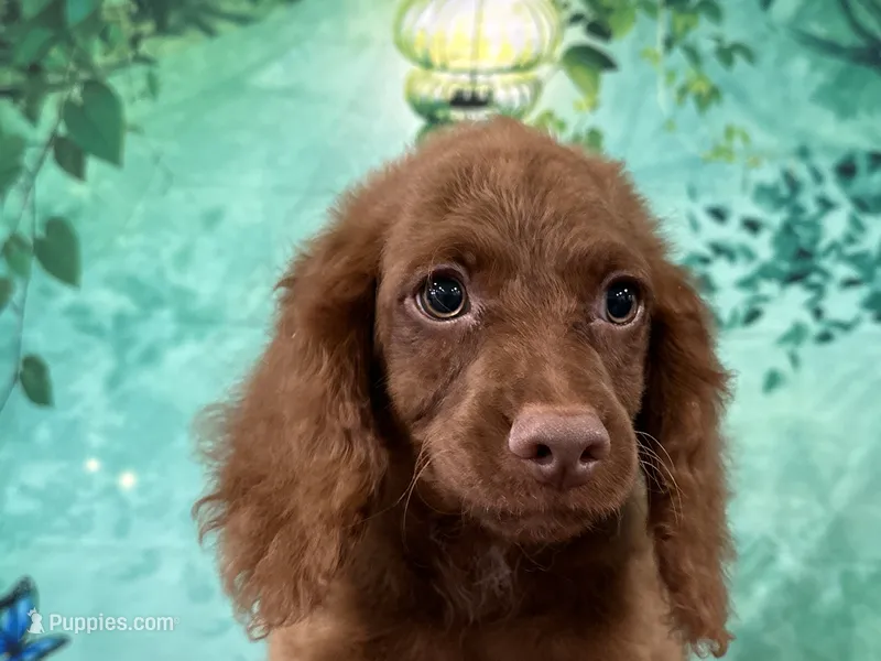 Hershey  – Cockapoo puppy for sale in Lexington, KY