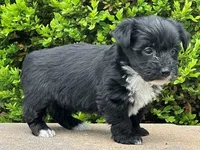 Uno, a male Bichon Frise and Yorkshire Terrier for sale in Florence, KY – Photo 2 of 3