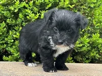 Uno, a male Bichon Frise and Yorkshire Terrier for sale in Florence, KY – Photo 3 of 3