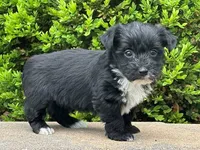 Uno, a male Bichon Frise and Yorkshire Terrier for sale in Florence, KY – Photo 1 of 3