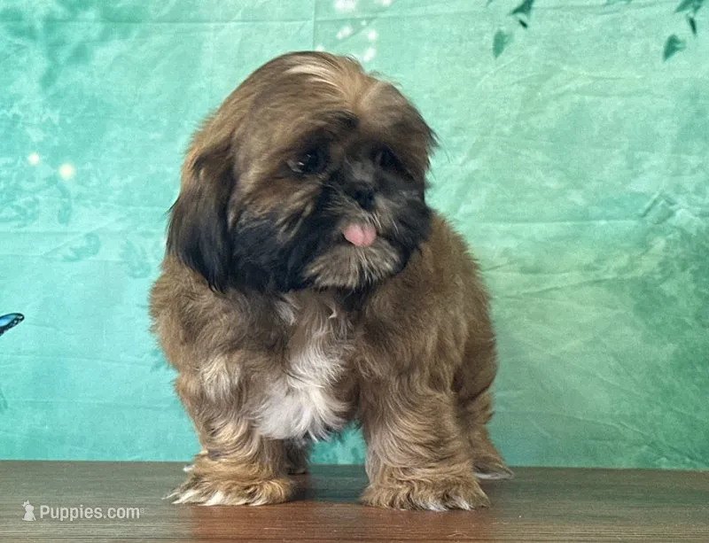 Chewy – Shih Tzu puppy for sale in Cincinnati, OH