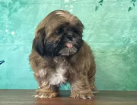 Chewy, a male Shih Tzu for sale in Cincinnati, OH – 1 of 3