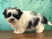 Cash, a male Shichon for sale in Cincinnati, OH – 2 of 3