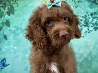 Honey, a female Cockapoo for sale in Lexington, KY – 2 of 5