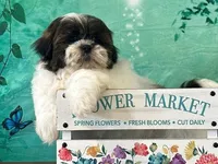 Oliver, a male Shih Tzu for sale in Florence, KY – Photo 1 of 3