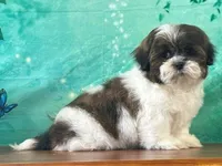 Oliver, a male Shih Tzu for sale in Florence, KY – Photo 3 of 3