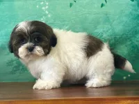 Oliver, a male Shih Tzu for sale in Florence, KY – Photo 2 of 3