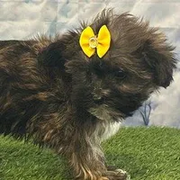 Maple, a female Bichon Frise and Yorkshire Terrier for sale in Cincinnati, OH – Photo 2 of 3