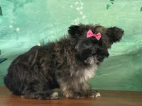 Maple, a female Bichon Frise and Yorkshire Terrier for sale in Louisville, KY – Photo 2 of 6