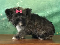 Maple, a female Bichon Frise and Yorkshire Terrier for sale in Louisville, KY – Photo 3 of 6