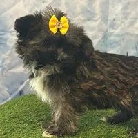 Maple, a female Bichon Frise and Yorkshire Terrier for sale in Cincinnati, OH – Photo 3 of 3