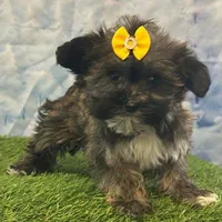 Maple, a female Bichon Frise and Yorkshire Terrier for sale in Cincinnati, OH – Photo 1 of 3