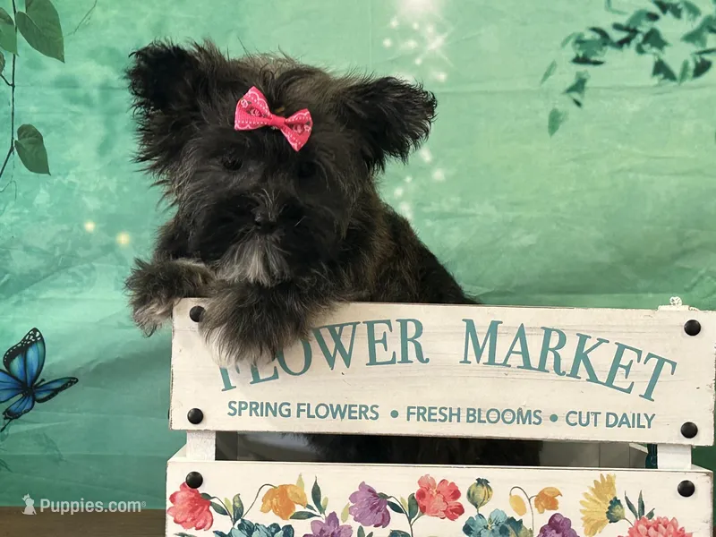Maple – Bichon Frise, Yorkshire Terrier puppy for sale in Louisville, KY