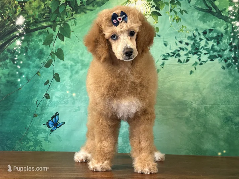 Raya – Poodle - Miniature  puppy for sale in Lexington, KY