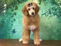Raya, a female Poodle - Miniature  for sale in Cincinnati, OH – 1 of 10