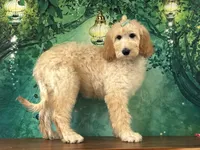 Duchess, a female Goldendoodle for sale in Cincinnati, OH – 2 of 6