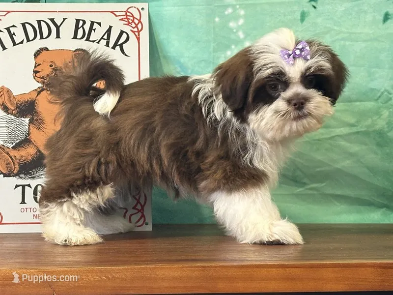 River – Shichon puppy for sale in Cincinnati, OH