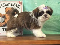 River, a female Shichon for sale in Cincinnati, OH – 1 of 3