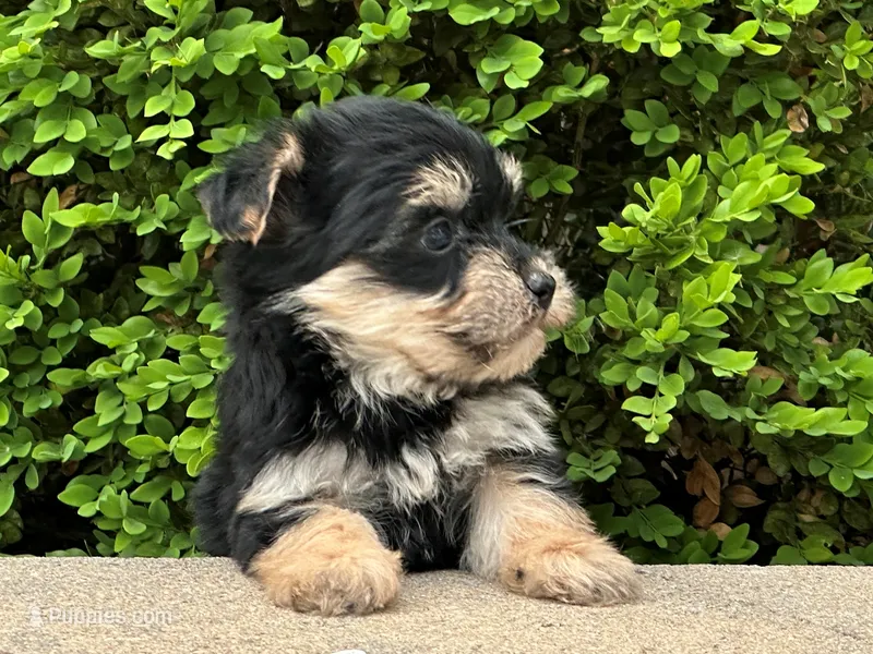 Zip – Bichon Frise, Yorkshire Terrier puppy for sale in Lexington, KY