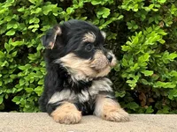 Zip, a male Bichon Frise and Yorkshire Terrier for sale in Lexington, KY – 1 of 3