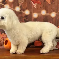 Brody, a male Bichon Frise for sale in Cincinnati, OH – Photo 1 of 3